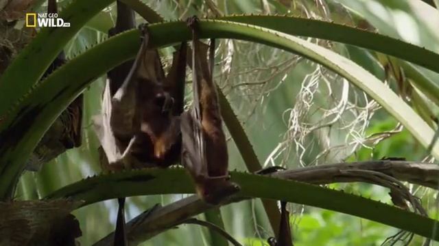 Удивительные летучие мыши