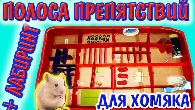 ?МОЙ ЛЮБИМЫЙ ХОМКА и Pop It лабиринт ?