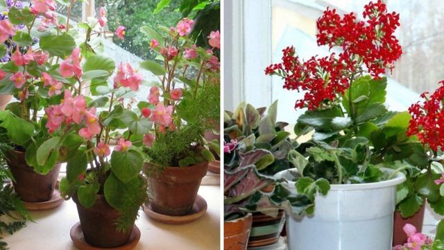 ЛУЧШИЕ ПОДКОРМКИ для всех КОМНАТНЫХ РАСТЕНИЙ в зимний период. Чем подкормить домашние цветы зимой.