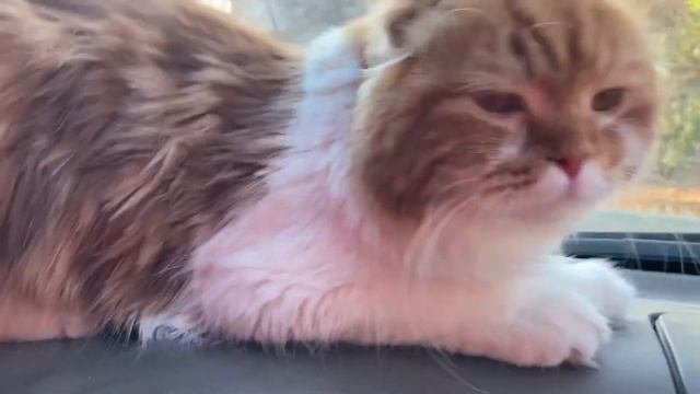 Kitten Highland fold. Котенок породы хайленд фолд.
