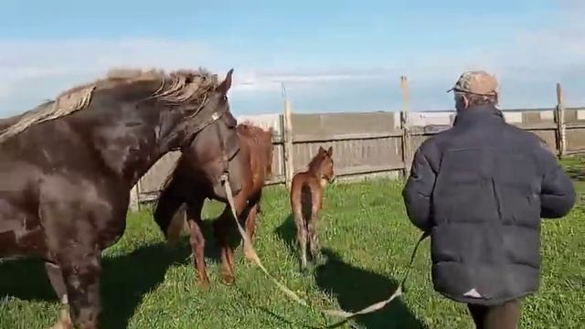 ЖЕРЕБЕЦ покрывает кабылу второй день