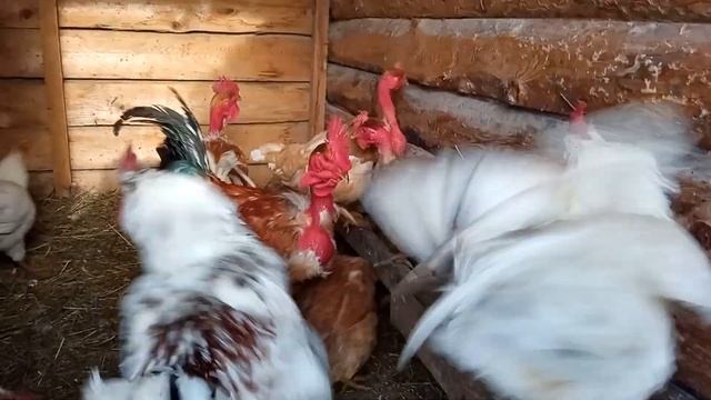 КУРЫ ГОЛОШЕЙКА. ПЛЮСЫ и МИНУСЫ. МОЕ МНЕНИЕ.