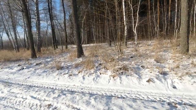 Фотоохота с Альбертом. Исследую следы на выпавшем снегу.