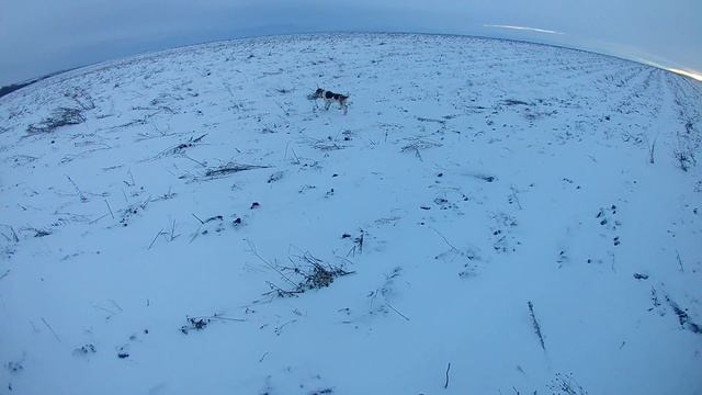 Охота на зайца))) Охота на зайца с Русскими Пегими Гончими))