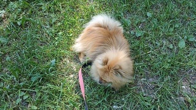 Плюсы и минусы породы шпиц . Заводить собаку или нет