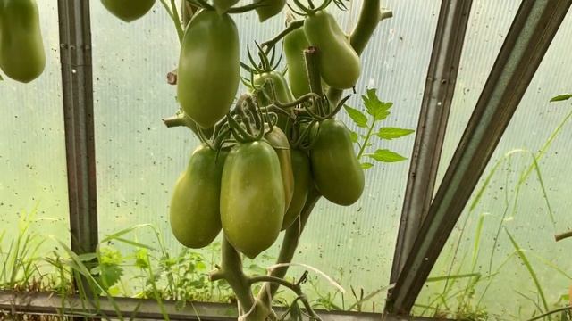 Томаты.Обзор сливовидных сортов томатов и карликов.