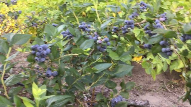 ЖИЗНЬ в ГЛУХОЙ ДЕРЕВНЕ. БЕЛАРУСЬ Голубика сорт КОЛЛИНЗ #голубика