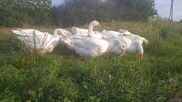 10 причин завести и держать гусей как друзей