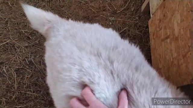 КАК УТЕПЛИТЬ Курятник САРАЙ? дёшево! содержание зимой. моя деревня