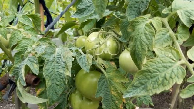 Сорт помидоров Крайний север