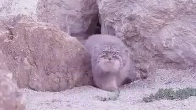 Один манул, два мануля, три манула...