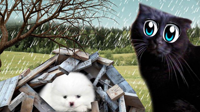 У нас ПРОПАЛА СОБАЧКА ШАНЕЛЬКА !!!