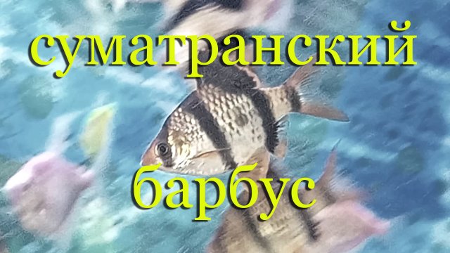 Барбус суматранус: содержание, уход, совместимость в аквариуме, разведение.