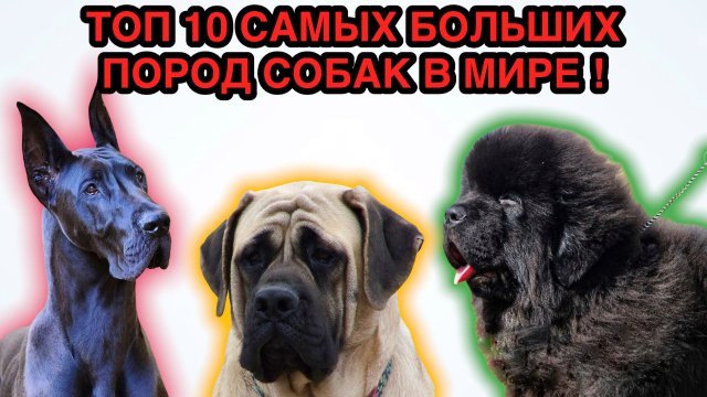Топ 10 САМЫХ БОЛЬШИХ ПОРОД СОБАК В МИРЕ.