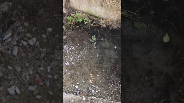 Делаю клумбу для роз.