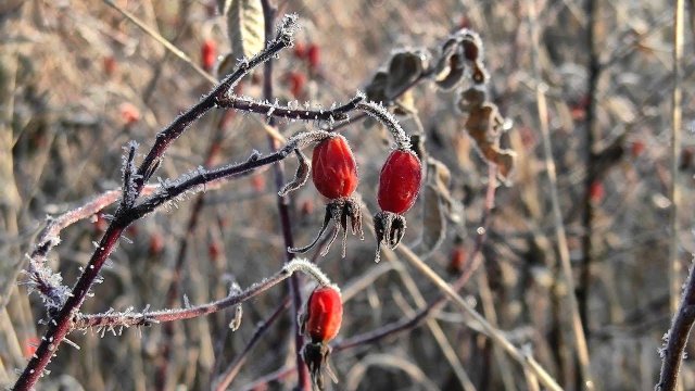 Хреново-ягодный выезд на коп #426