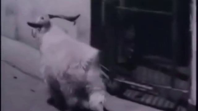 Pink Floyd   Animals Sheep  Пинк Флойд Животные Бараны