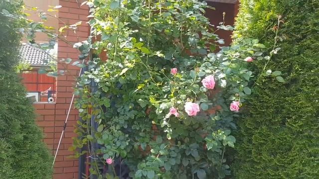 Обзор плетистой розы Coral Dawn (Корал Давн)