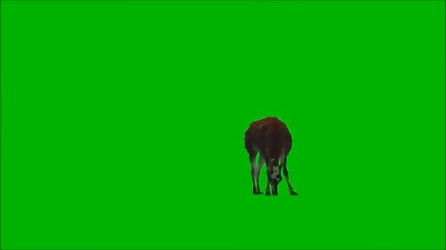 Сборник футажей животных на зеленом фоне