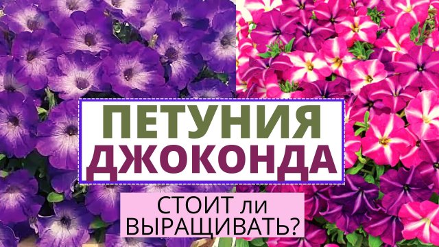 Петуния серии Джоконда