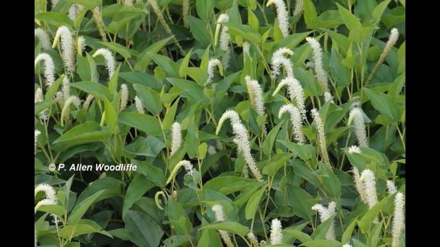 САВРУРУС  (SAURURUS)  сем. Савруровые