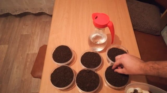 Как вырастить кедр из орешка.mp4