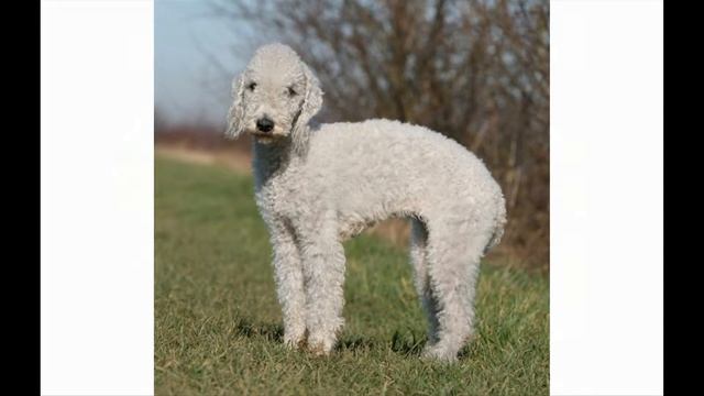 Бедлингтон - терьер (Bedlington Terrier)