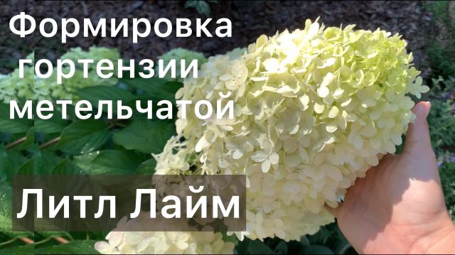 Обрезка гортензии для ОБИЛЬНОГО ЦВЕТЕНИЯ | С результатом | Дневник садовода