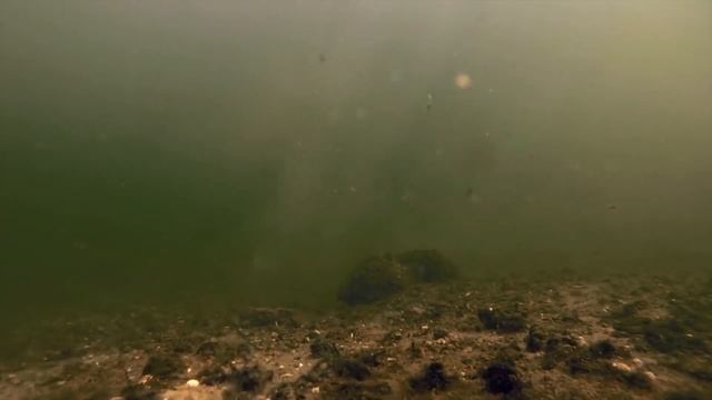 Запуск в пруд Сазана вместо Карпа. Зарыбление пруда мальками Сазана. Разведение рыбы