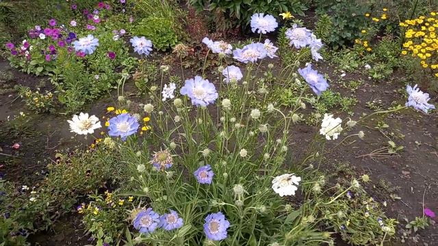 Скабиоза в саду.