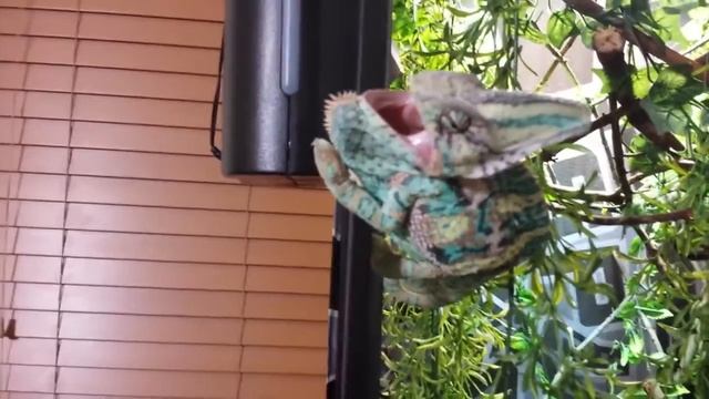 10 самых интересных экзотических домашних животных.