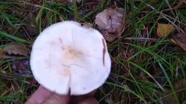 #ядовитыегрибы, Говорушка восковатая