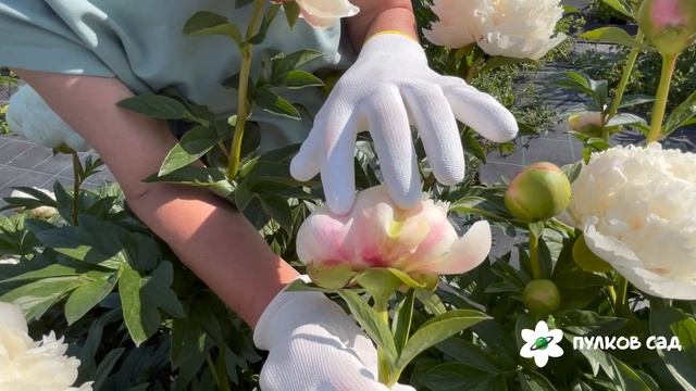 Colonel Owens Cousins peony. Колонель Оуен Казенс пион. Пулков сад