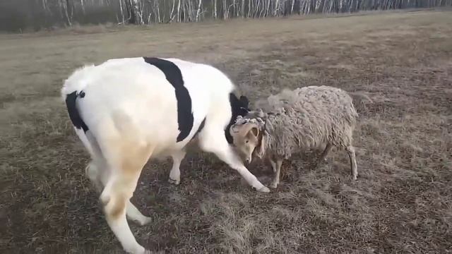 Битва животных. Баран против быка