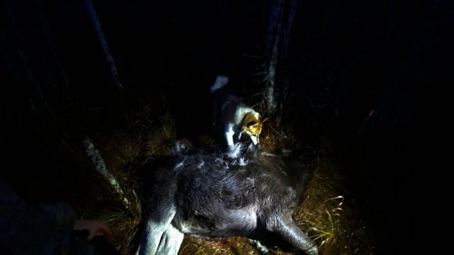 Живём 10 Дней с Батей в Тайге.Добыл Лося.Вывозим Мясо.(часть4)
