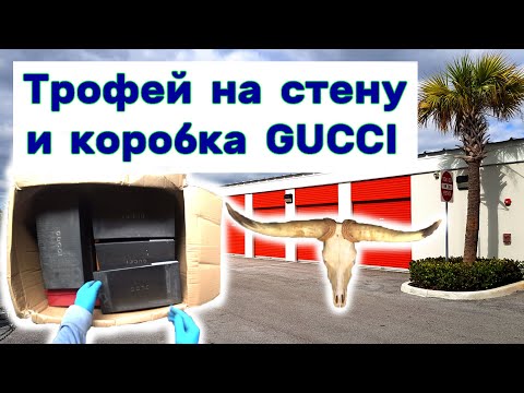 Трофей на стену и коробка GUCCI. Находки в брошенном контейнере.