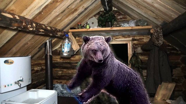 Молодой медведь пришёл в избу. Настраиваю путик. Заготовил дров