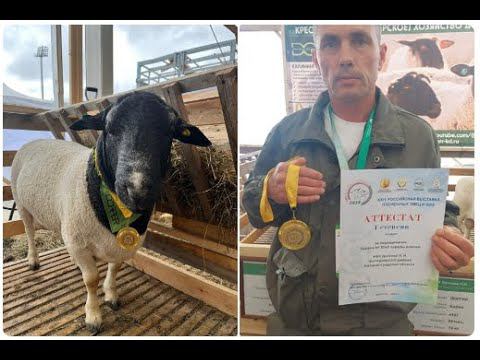 Продажа баранов дорпер. Принимаем заявки на покупку баранов дорпер и быков #дорпер #dorper