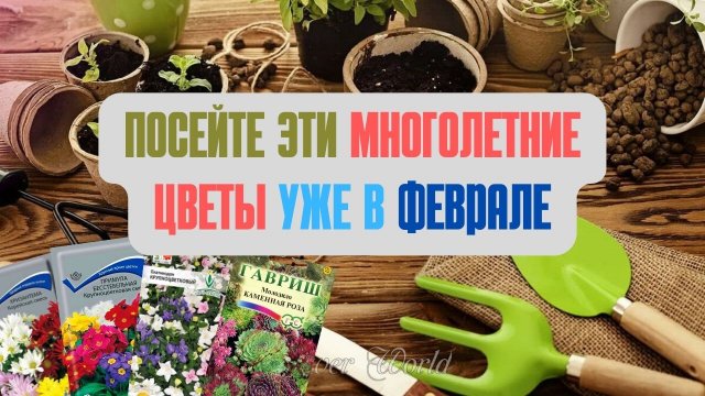 Посейте эти многолетние цветы в феврале.👍