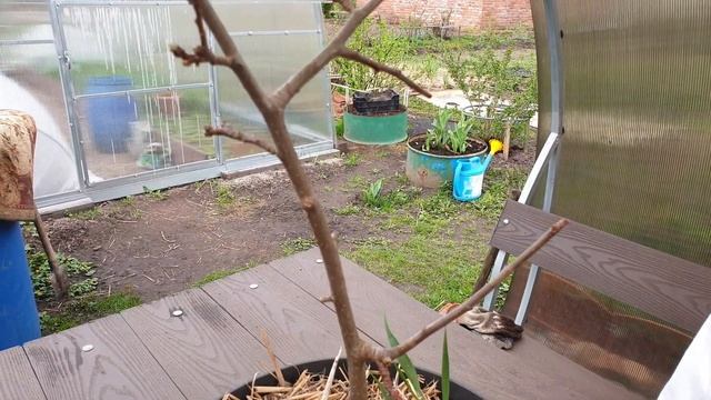 Размножаем Яблоню. Эксперимент Удался! Воздушные отводки!