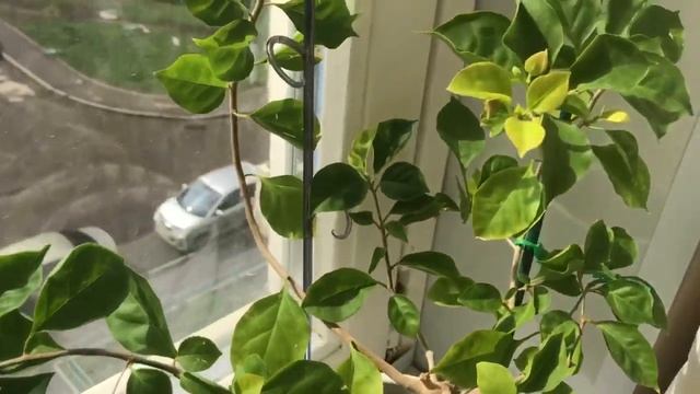 Бугенвиллея double pink. Цветение бугенвиллии.