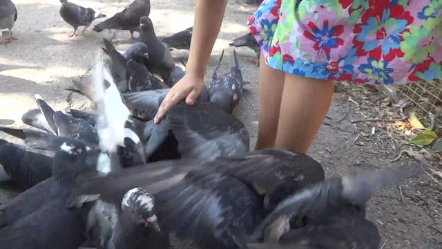 Как кормить голубей , как в поймать голубя, Арина кормит и ловит голубей