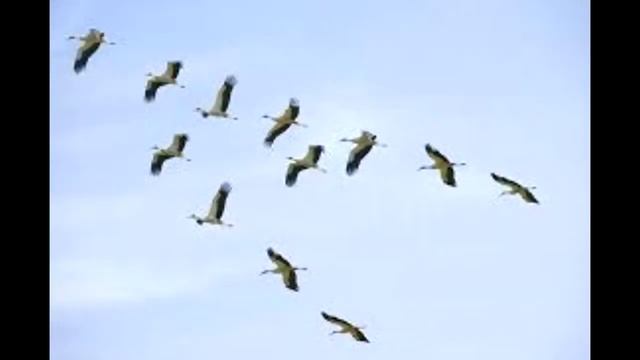 Аркадий Северный - Журавли