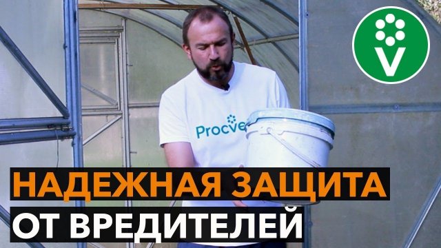 Мой ЛИЧНЫЙ СЕКРЕТ посадки томатов в теплицу