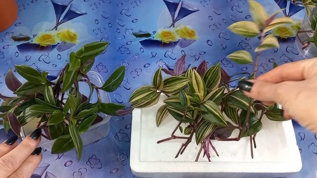 Отдельно!?Теперь ТРАДЕСКАНЦИЮ сажаю только так?Rainbow hill?Радужный холм?Размножение?Черенки?Грунт