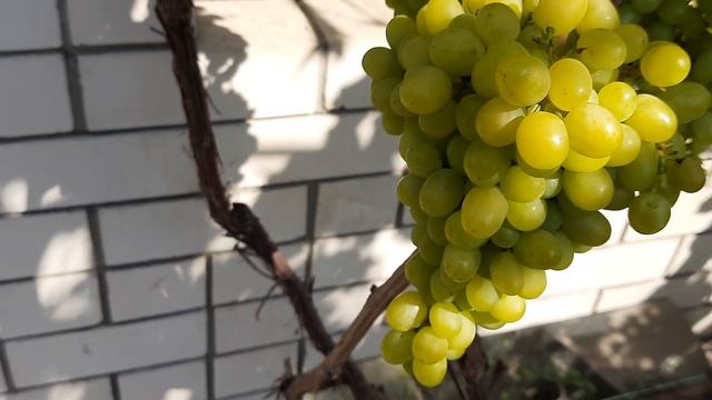 Виноград Алёшенькин.