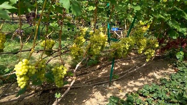 @Виноград Валек  Вкусный виноград, шикарный мускат