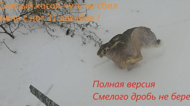 Охота на зайца 31 декабря!
