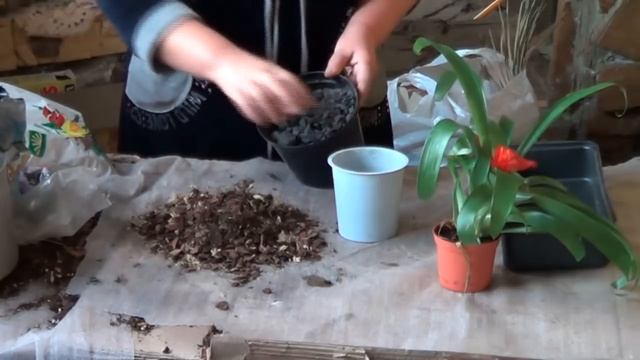 Гусмания ( Гузмания, Гуцмания). Как Ухаживать За Гусманией. Прекрасные Бромелиевые
