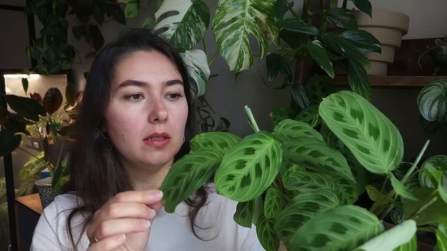 КАК я ухаживаю за МАРАНТАМИ / Грунт, ПОЛИВ, удобрения и ОСВЕЩЕНИЕ / ОБЗОР марант